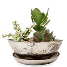 Topper Metal Succulent Dish - Chive UK Wholesale