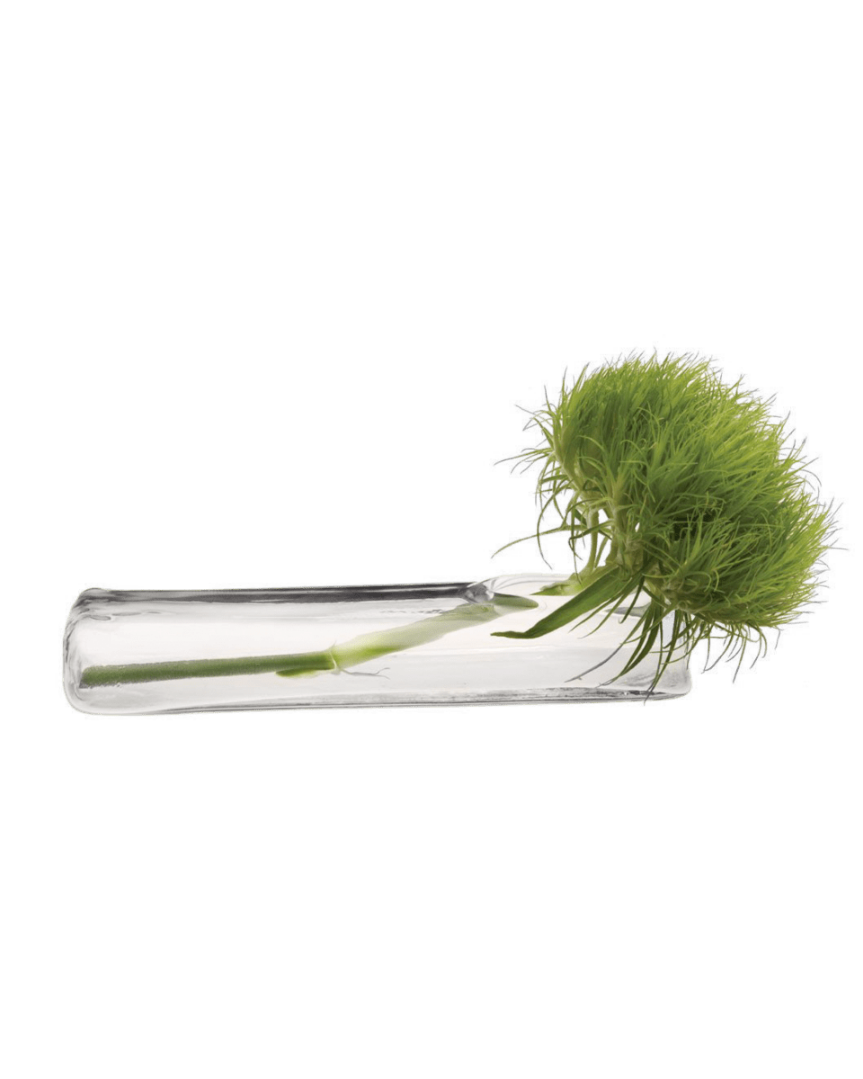 Test Tube Glass Bud Vases - Chive UK Wholesale