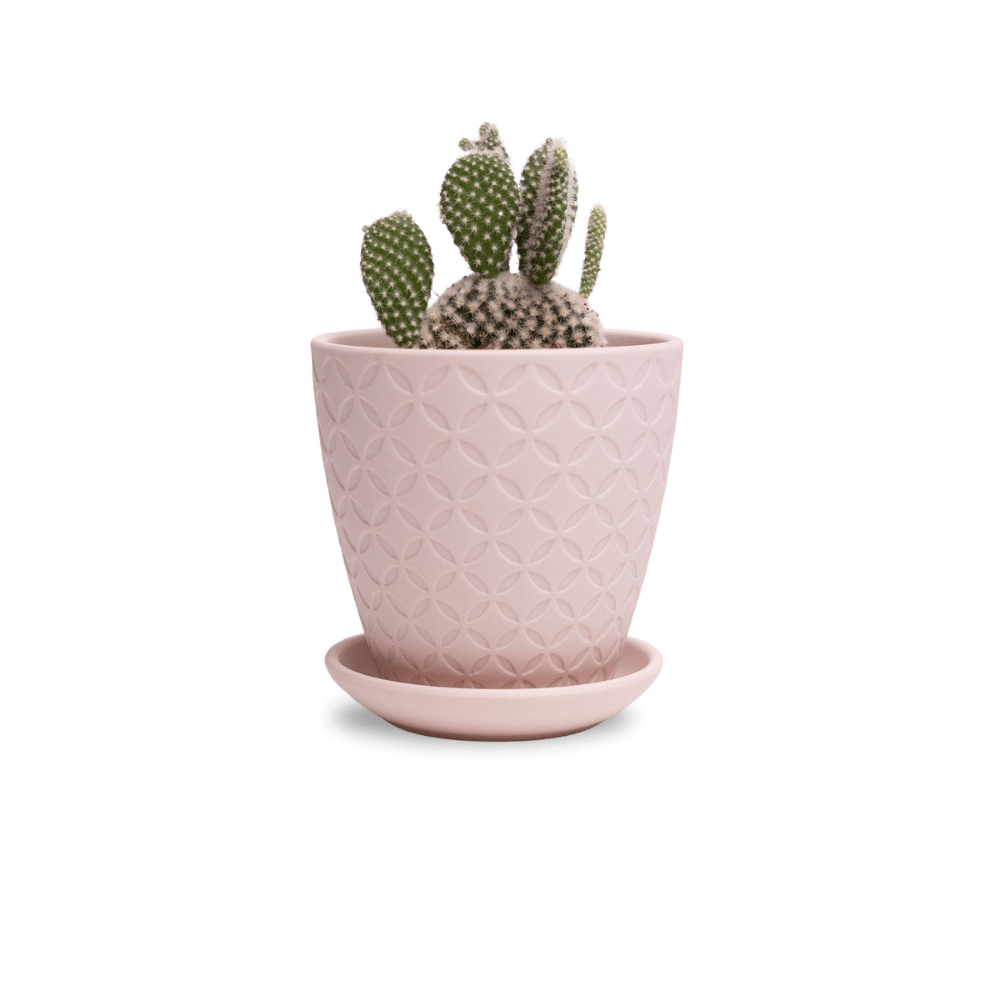 Virago 3.5" Porcelain Pot With Drainage Hole And Saucer - Chive UK Wholesale