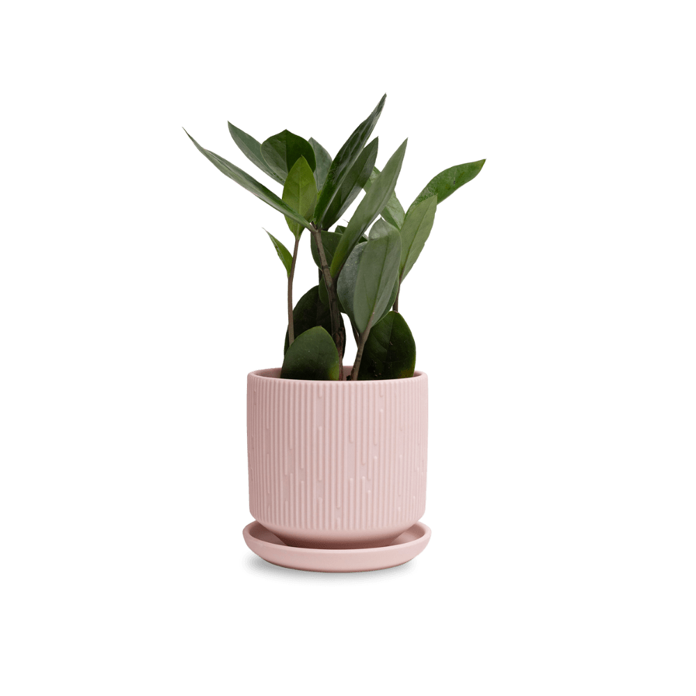 Virago 3.5" Porcelain Pot With Drainage Hole And Saucer - Chive UK Wholesale