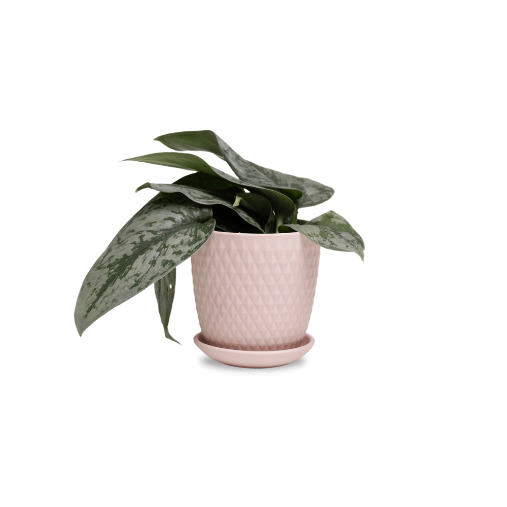Virago 3.5" Porcelain Pot With Drainage Hole And Saucer - Chive UK Wholesale