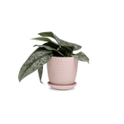 Virago 3.5" Porcelain Pot With Drainage Hole And Saucer - Chive UK Wholesale