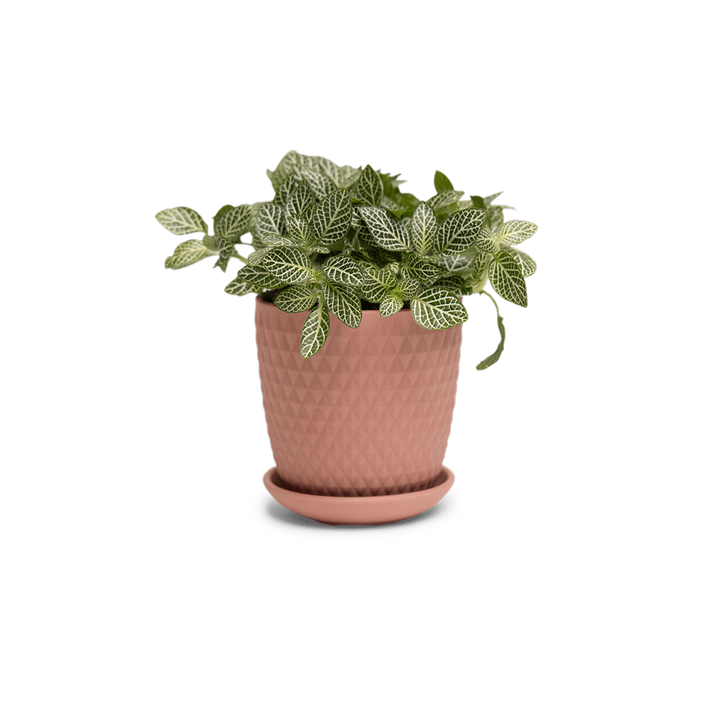 Virago 3.5" Porcelain Pot With Drainage Hole And Saucer - Chive UK Wholesale
