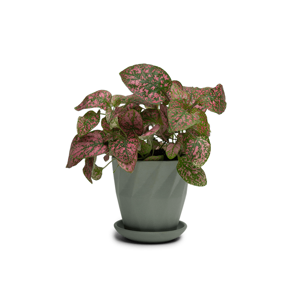 Virago 3.5" Porcelain Pot With Drainage Hole And Saucer - Chive UK Wholesale