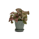 Virago 3.5" Porcelain Pot With Drainage Hole And Saucer - Chive UK Wholesale