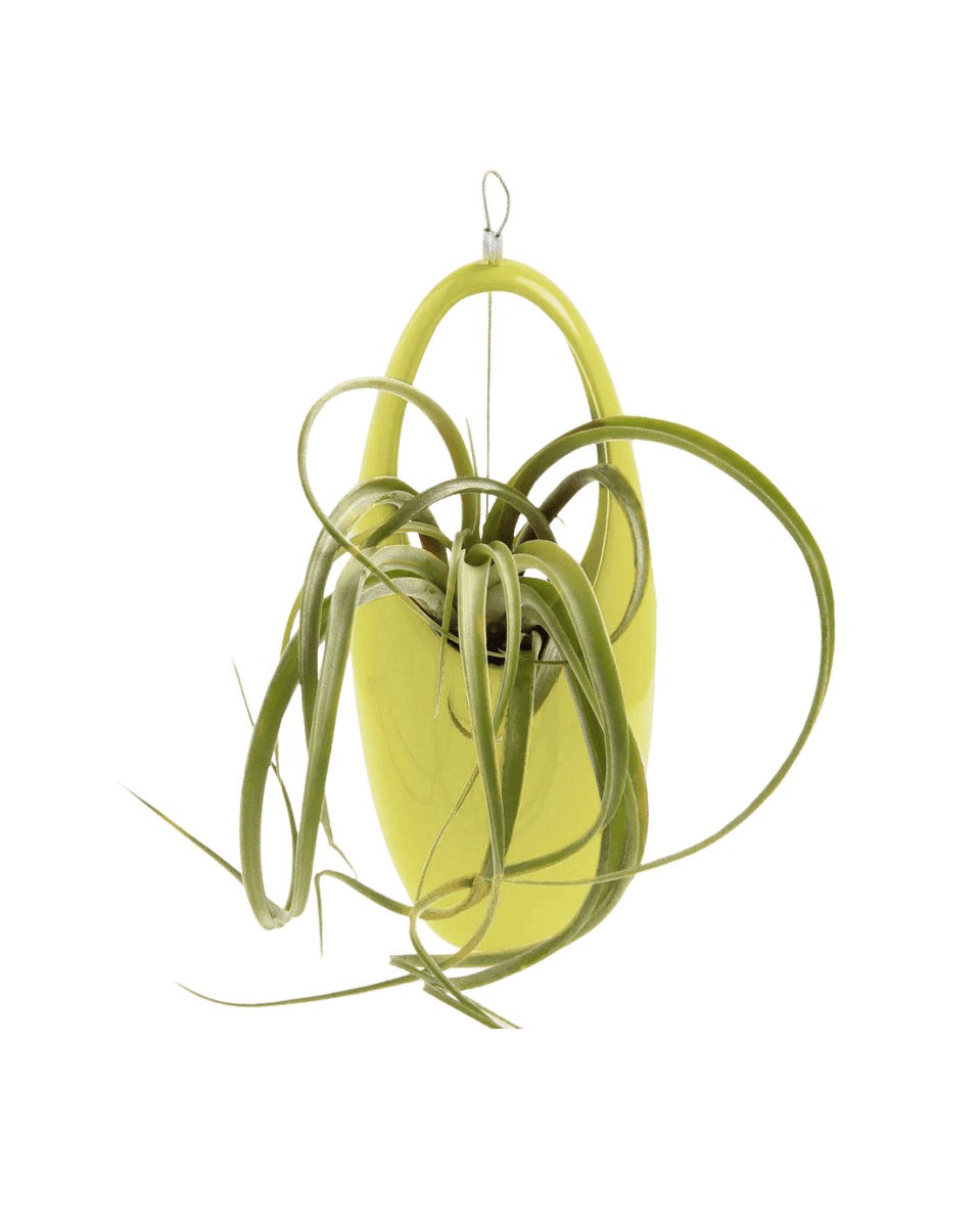 Hanging Aerium Ceramic For Succulents & Ikebana - Chive UK Wholesale