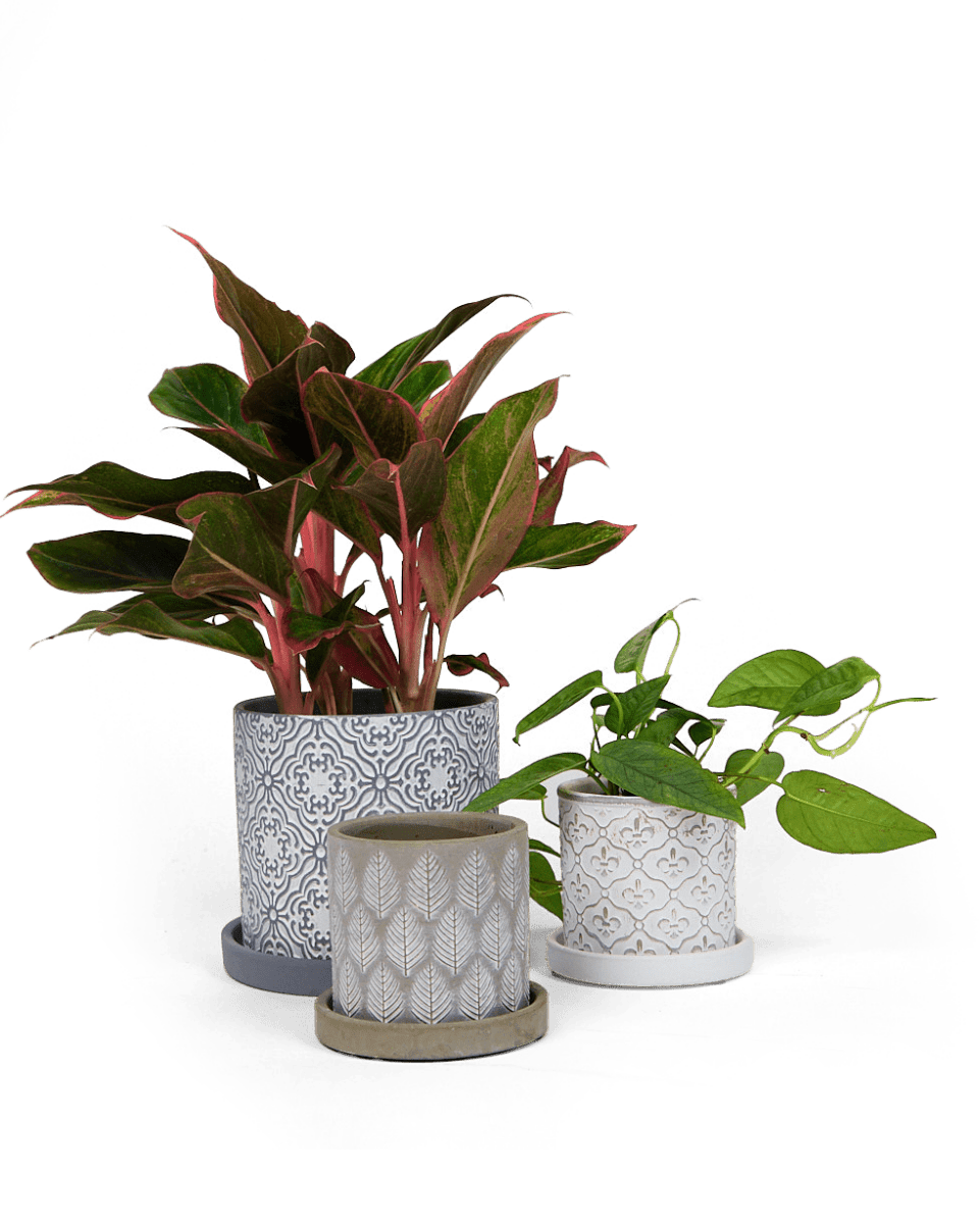 Balter Ceramic Pot And Saucer Set - Chive UK Wholesale