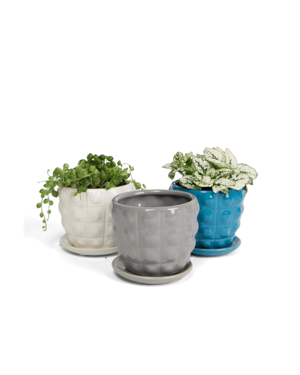 Convex Ceramic Pot With Drainage Hole And Saucer - Chive UK Wholesale