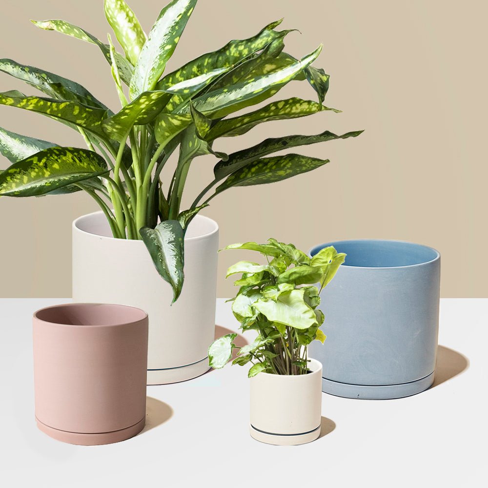 Dojo Porcelain Modern Indoor Plant Pot With Saucer - Chive UK Wholesale