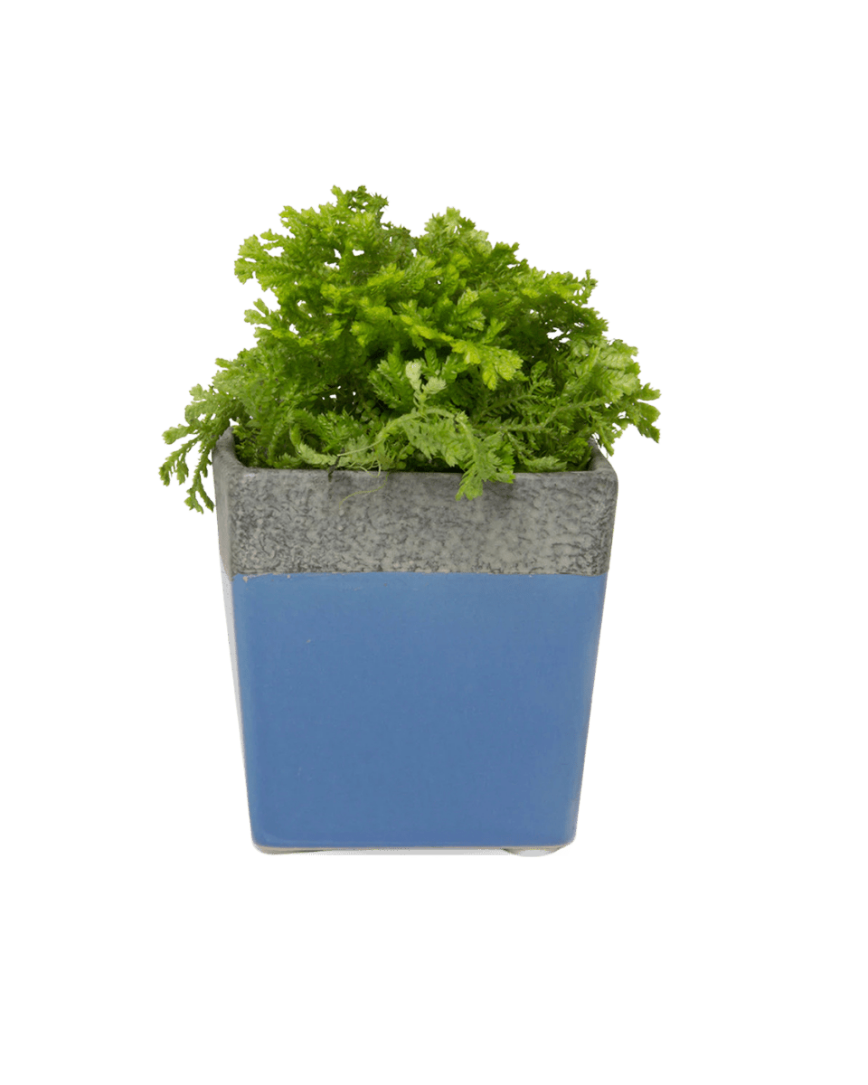 Duo Ceramic Planter With Drainage Hole And Saucer - Chive UK Wholesale