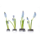 Kenzan Metal Floral Frogs For Ikebana - Chive UK Wholesale