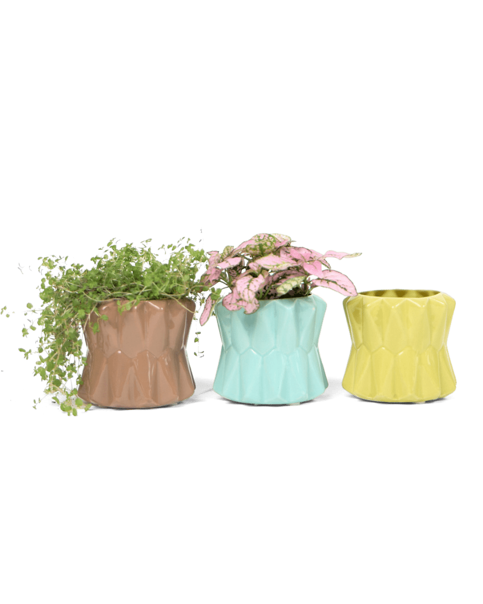 Fang Ceramic Modern Planter For Succulents - Chive UK Wholesale