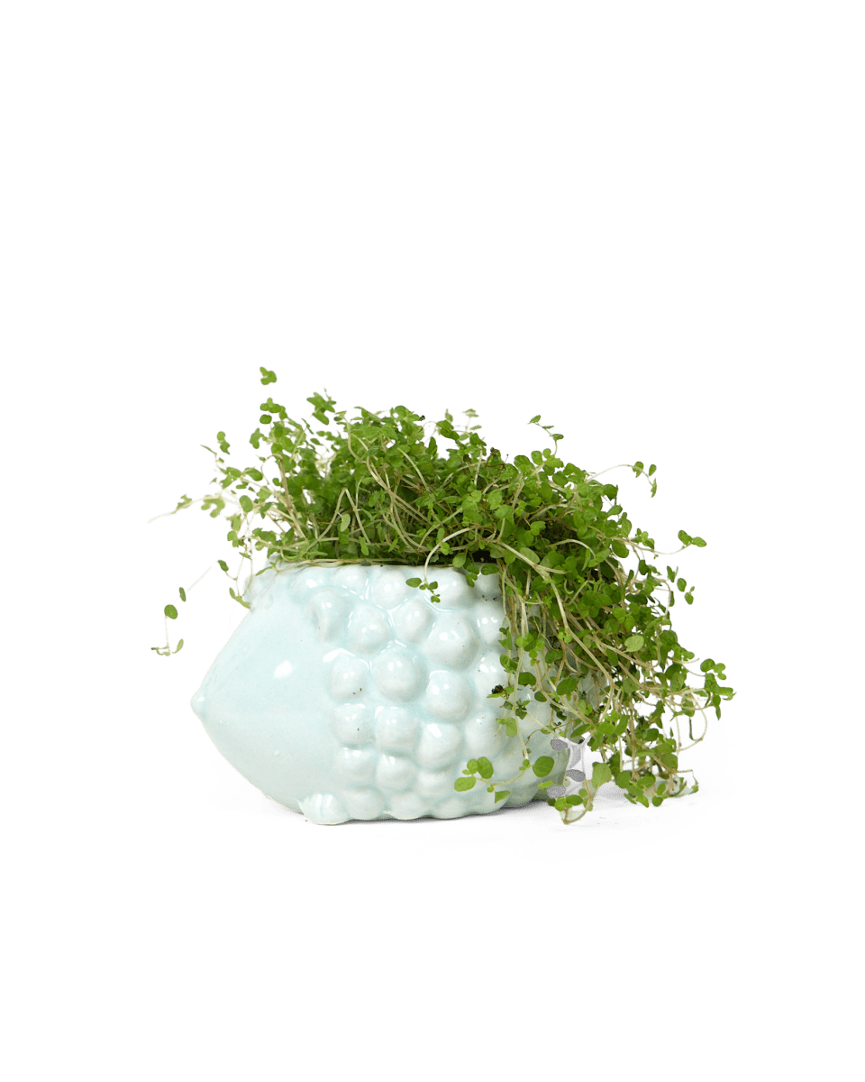 Hedgehog Ceramic Indoor Plant Pot For Succulents - Chive UK Wholesale