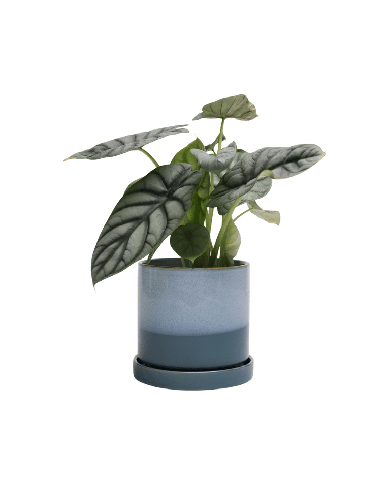 Minute Ceramic Pot And Saucer Set With Drainage - Chive UK Wholesale