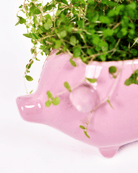 Pig Ceramic Indoor Plant Pot For Succulents - Chive UK Wholesale