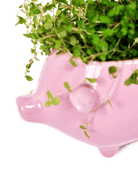 Pig Ceramic Indoor Plant Pot For Succulents - Chive UK Wholesale