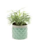 Pina Ceramic Succulent Planter Pot - Chive UK Wholesale