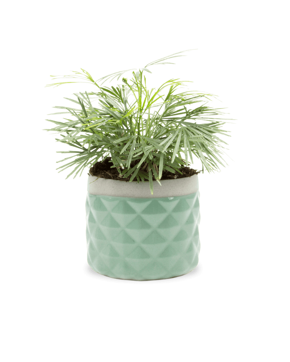 Pina Ceramic Succulent Planter Pot - Chive UK Wholesale