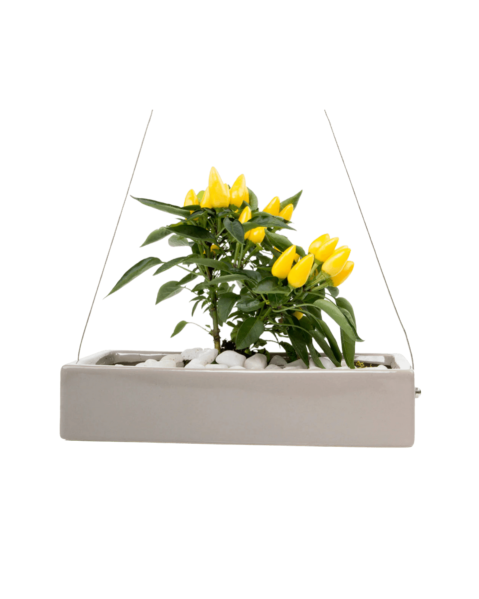 Ragna Ceramic Hanging Planter - Chive UK Wholesale