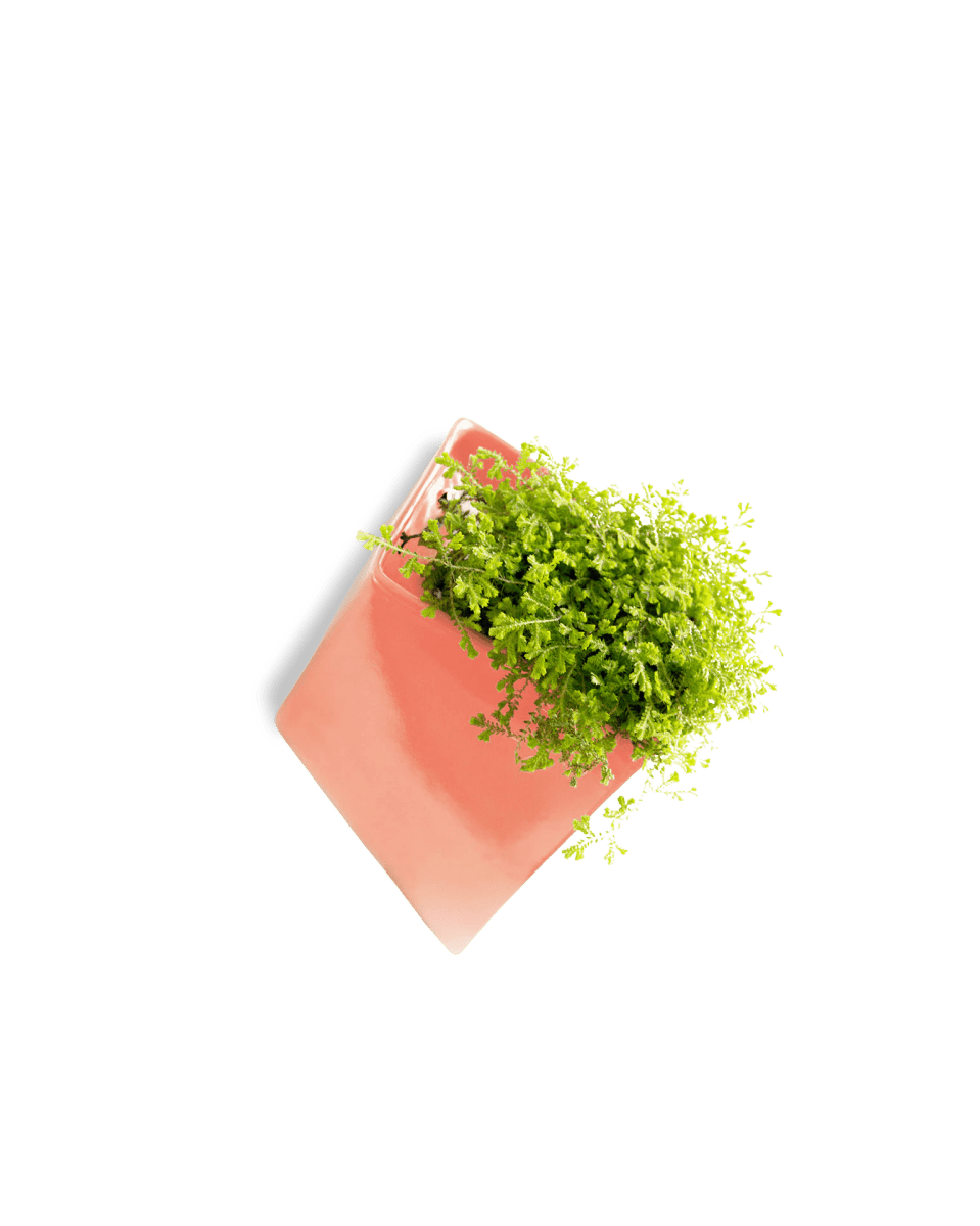 Slab Wall Planter For Succulents - Chive UK Wholesale