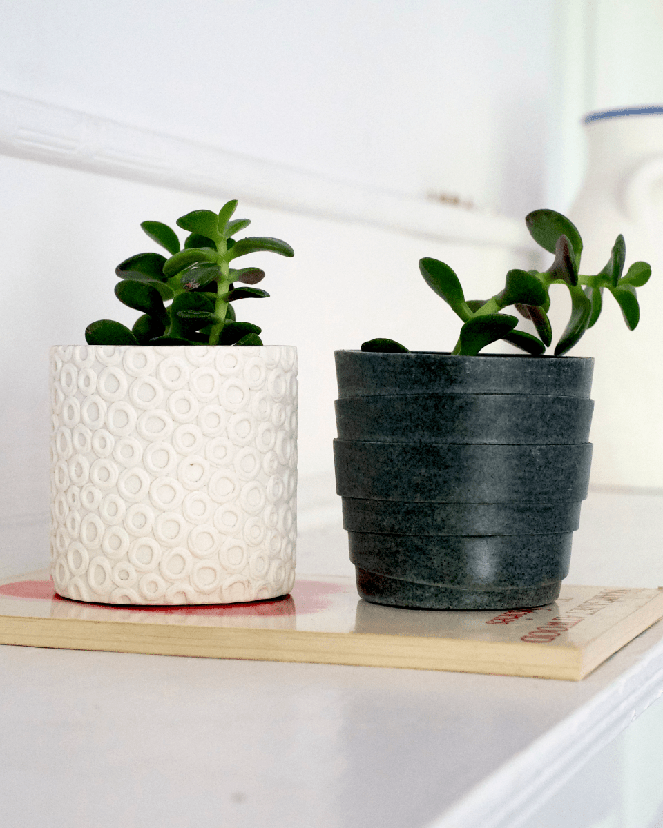 Stagma Resin Planter Pot Kit - Chive UK Wholesale