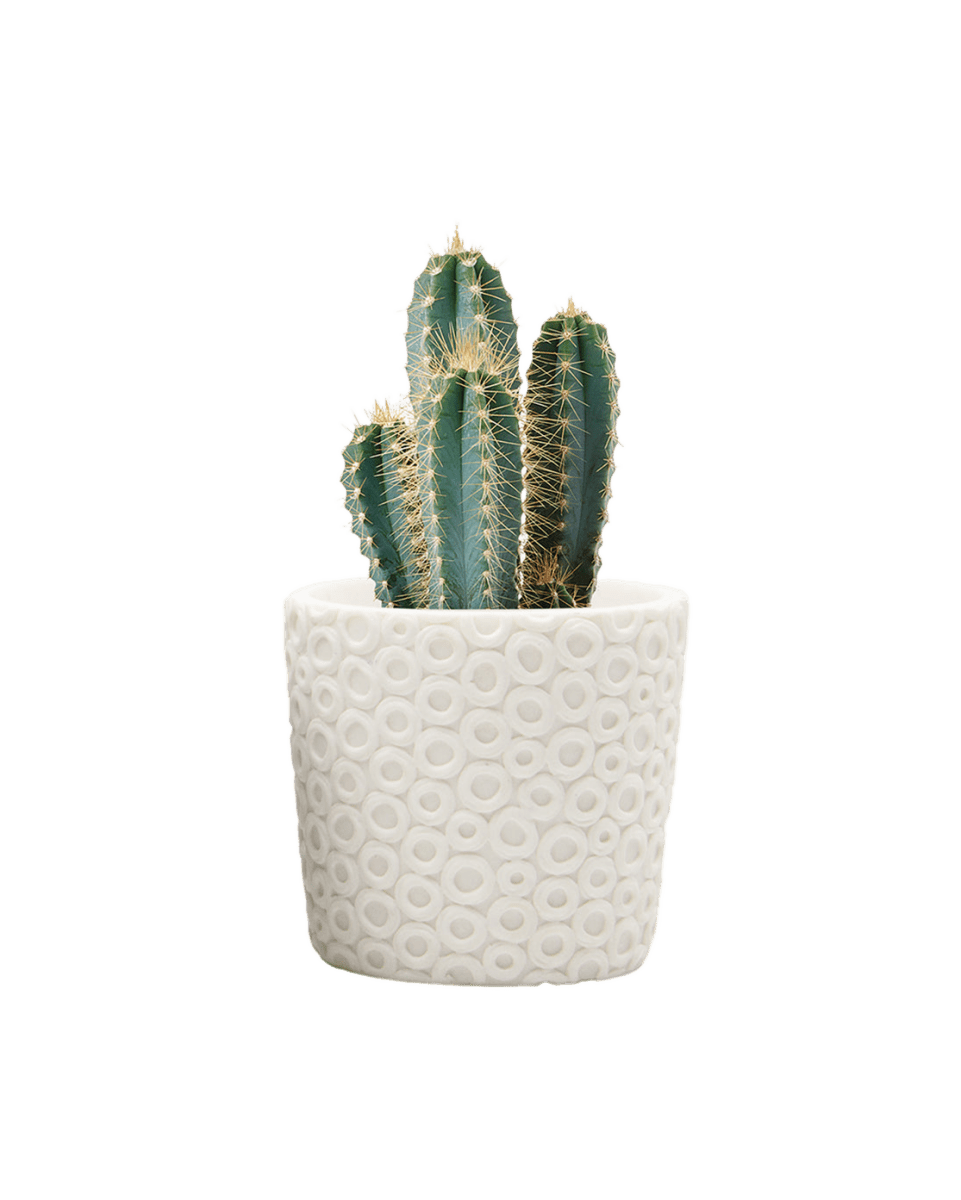 Stagma Resin Planter Pot Kit - Chive UK Wholesale