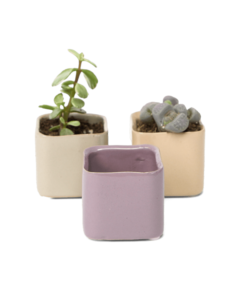 Svek Ceramic Indoor Succulent Pot - Chive UK Wholesale