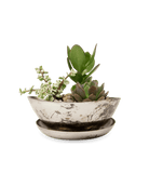 Topper Metal Succulent Dish - Chive UK Wholesale