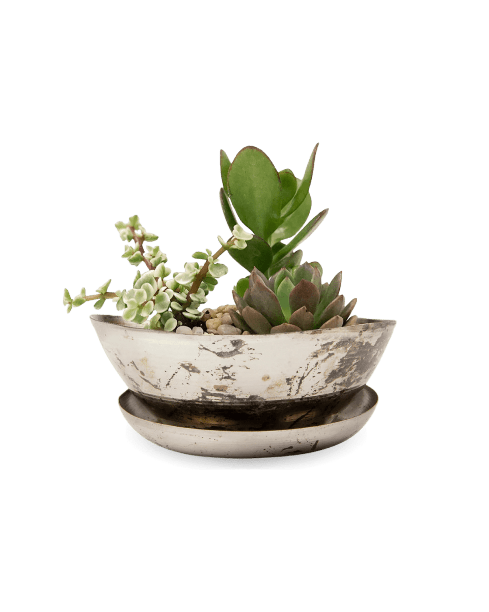 Topper Metal Succulent Dish - Chive UK Wholesale